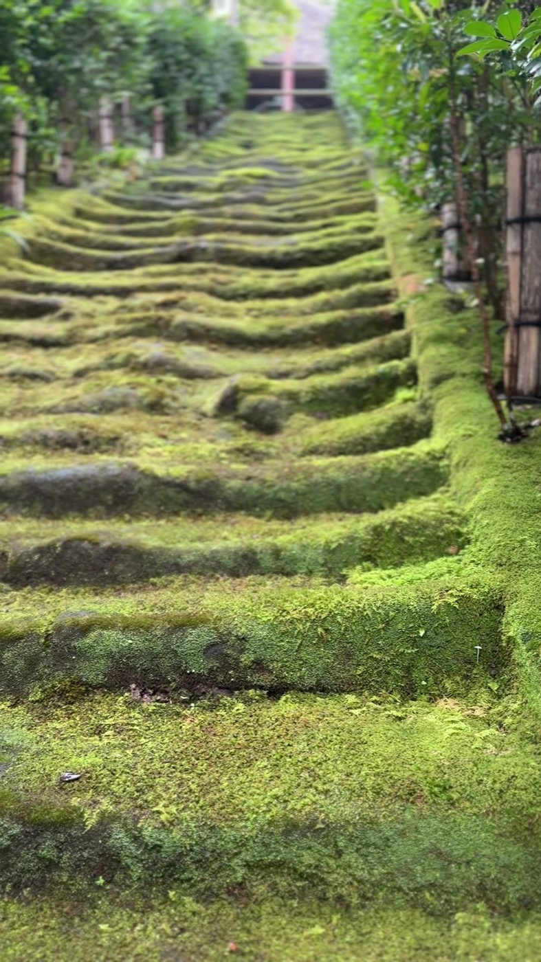 Moss-covered stone steps